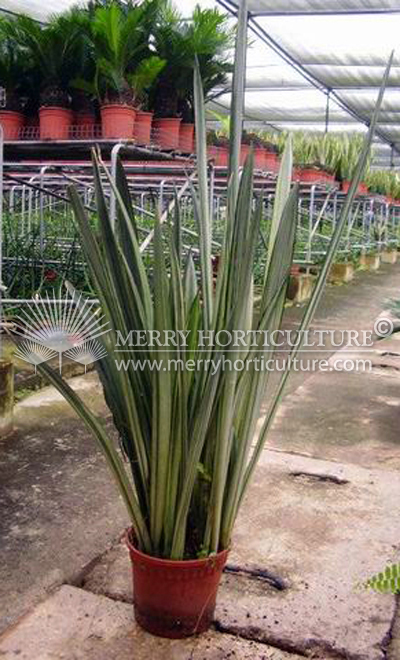 Sansevieria bantel var